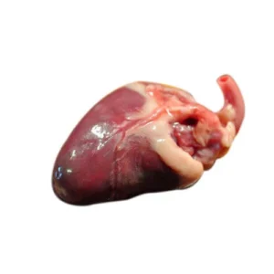 heart